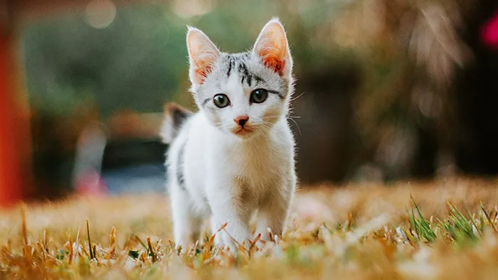 Zion 无代码应用开发平台